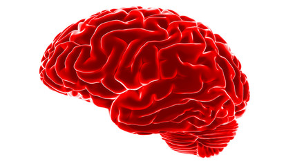 Human brain 3D render