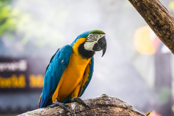 Fototapeta na wymiar Macaw bird,Parrots standing on wood, 
