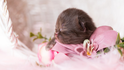 Neugeborenes Katzenbaby - Kitten - Britisch Kurzhaar Baby