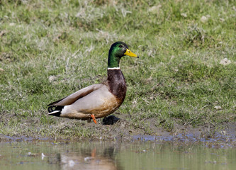 mallard duck