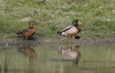 mallard ducks on lake