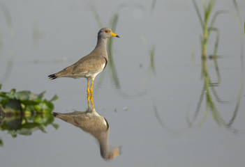 greay headed Lapwing