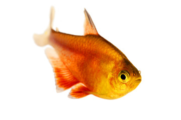Fototapeta premium Orange Red Flame Tetra Hyphessobrycon flammeus Rio tetra tropical aquarium fish 