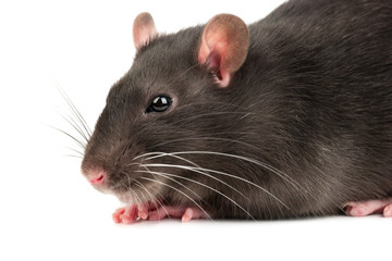 Grey rat closeup