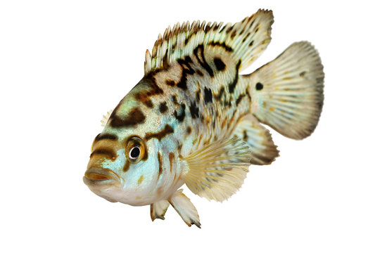 Electric blue jack dempsey cichlid Nandopsis Octofasciatum aquarium fish 