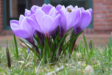 Krokus - Crocus vernus © Erik