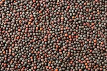 food background of canola seeds, top view