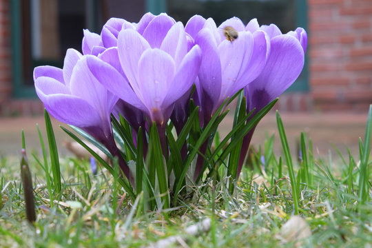 Krokus - Crocus vernus