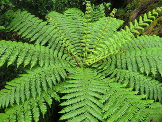 ニュージーランドのシダ（fern in the trail of new zealand）