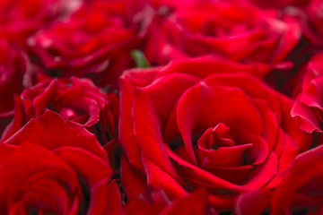 Natural red roses background.Using of soft macro shoot . Love, wedding celebration , abstract background. Backdrop  for love valentine day wedding .