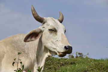 VACA DISFRUTANDO DE SU ENTORNO