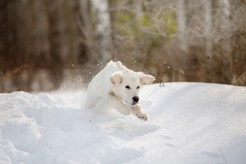 Golden Retriever dog in the winter forest