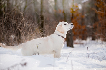 Fototapeta na wymiar Golden Retriever dog in the winter forest