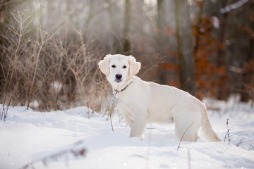 Golden Retriever dog in the winter forest
