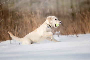 Golden Retriever dog in the winter forest