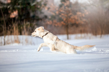 Golden Retriever dog in the winter forest