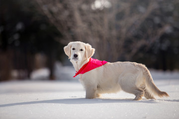 Golden Retriever dog in the winter forest