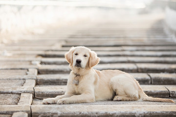 Obraz premium Golden Retriever dog in the winter forest