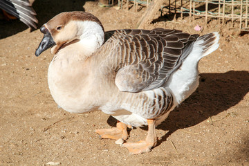 Portrait einer Höckergans 