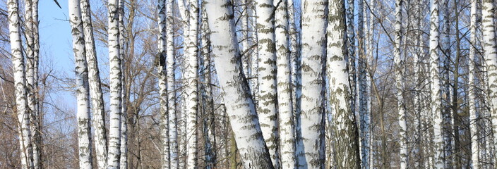 Trunks of birch trees in forest