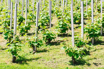 Fototapeta na wymiar young grapevines buds blooming in vineyard