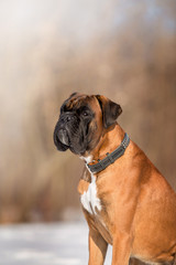 Dog Boxer in the winter forest