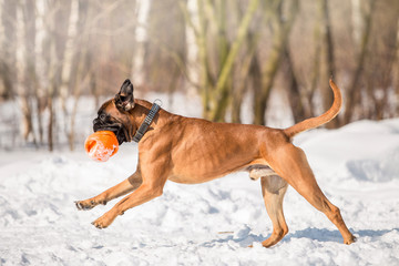 Dog Boxer in the winter forest