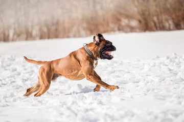 Dog Boxer in the winter forest