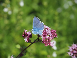 Bläuling (hellblauer Schmetterling) auf Oregano-Blüten