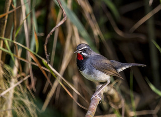 bird on a branch