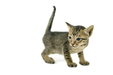 kitten on a white background