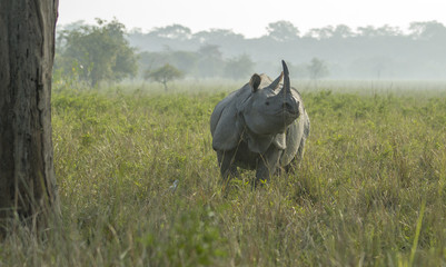 Rhino