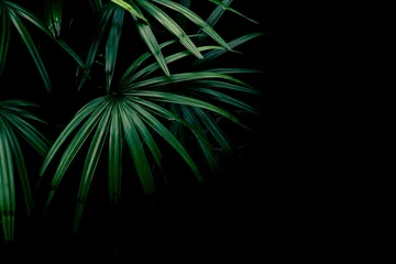 Poster de jardin Palmier mur de feuilles de palmier vert