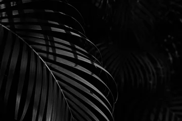 Rolgordijnen Palmboom palmblad in het bos - zwart-wit