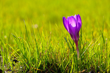 Purple crocus on green grass field and empty space for text