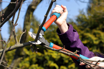 Woman pruning shears in the garden in early spring