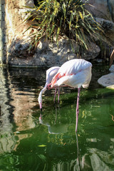 Flamingos im Wasser 