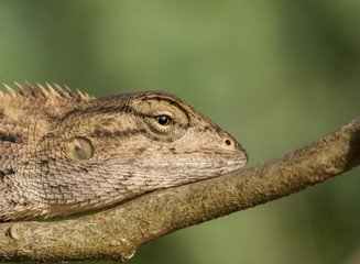 Reptile