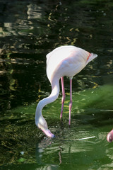 Flamingos im Wasser 