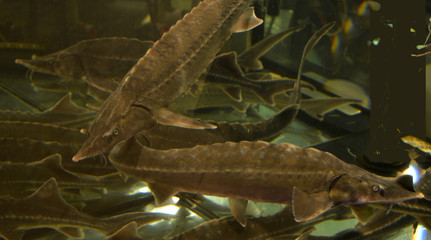  sturgeon fish