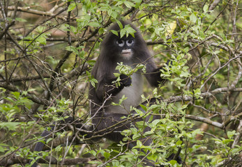 Phayre Leaf Monkey