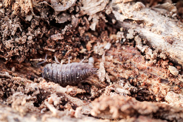 Kellerassel, Assel im toten Holz