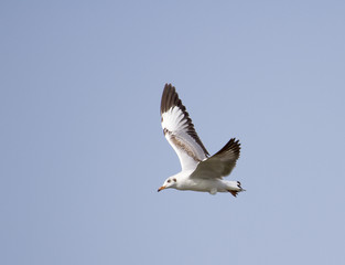 Fototapeta na wymiar Pallash Gull