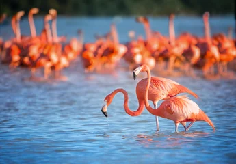 Fotobehang Twee flamingo& 39 s in het water © jdross75