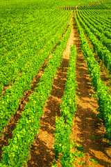 Vineyards of Burgundy - France
