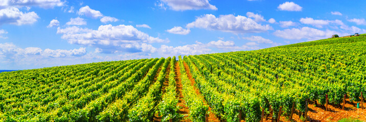 Vineyards of Burgundy - France