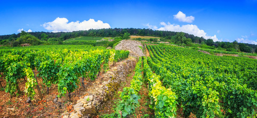 Vineyards of Burgundy - France