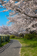 Cherry blossom rows along the Toyoda River in Mobara city, Chiba Prefecture, Japan