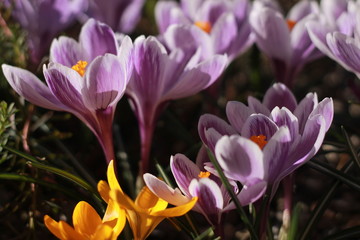 Fototapeta premium springflowers