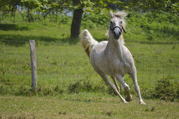 Caballo en la naturaleza